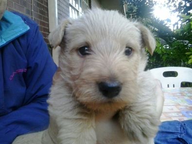 wheaten scottish terrier puppies for sale wheaten scottish terriers scotties for sale west rand dogs and puppies wheaten scottish terrier puppies for sale wheaten scottish terriers scotties for sale west rand dogs and puppies
